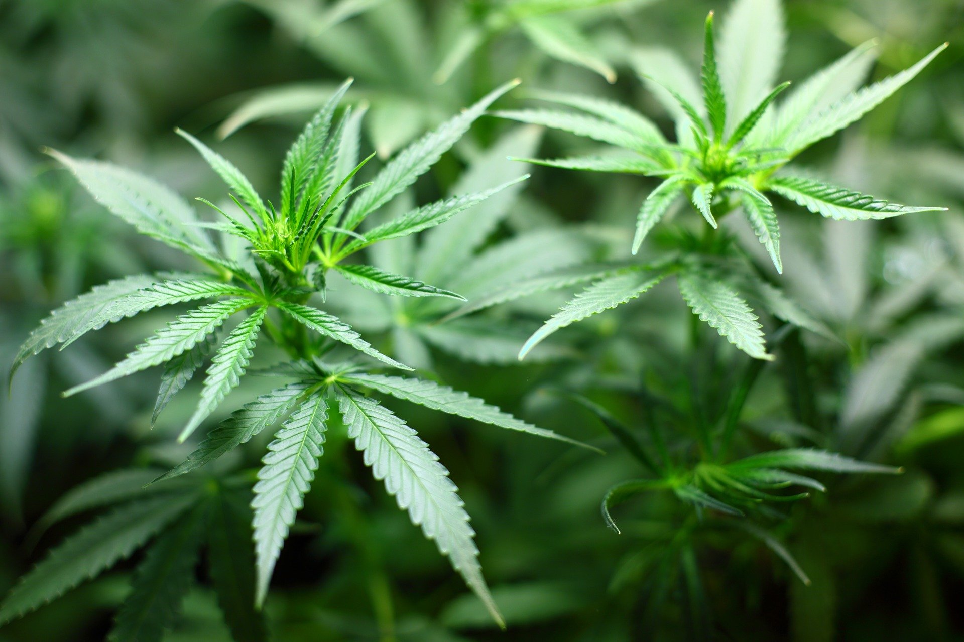 Market development of the cannabis in Peru - ECOVIS International Market development of the cannabis in Peru